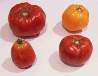 Common varieties of tomatoes